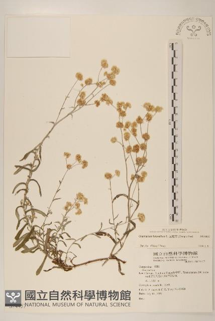 絲綿草藏品圖，第1張