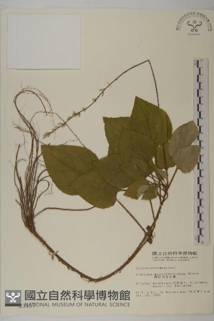 阿里山鬼督郵藏品圖，第1張