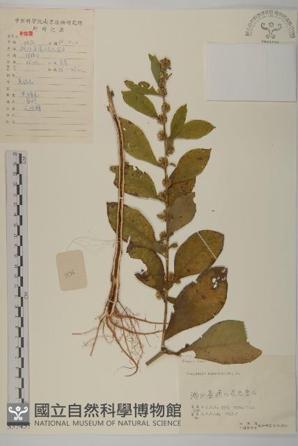 天名精藏品圖，第1張