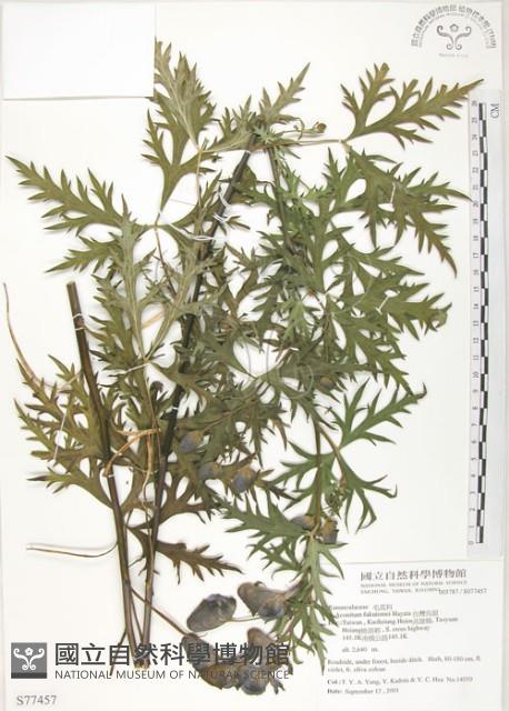 臺灣烏頭藏品圖，第1張