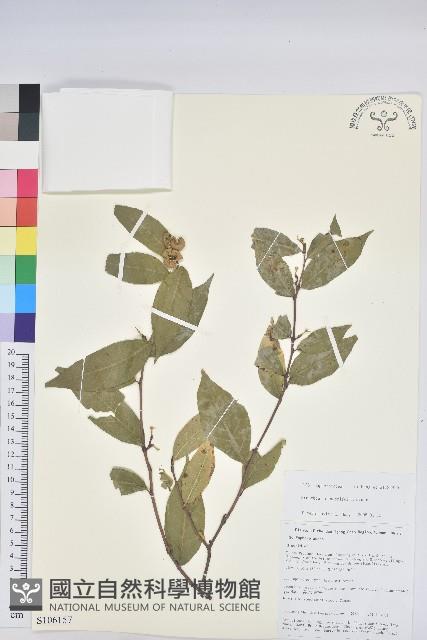 草沉香藏品圖，第1張