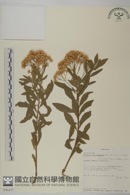 擬棕、卡菲爾椰子藏品圖，第1張