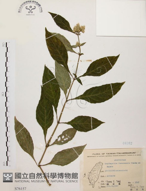臺灣鱗球花藏品圖，第1張