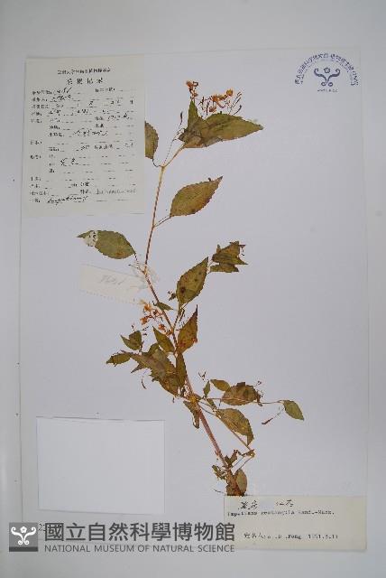 直角鳳仙花藏品圖，第1張