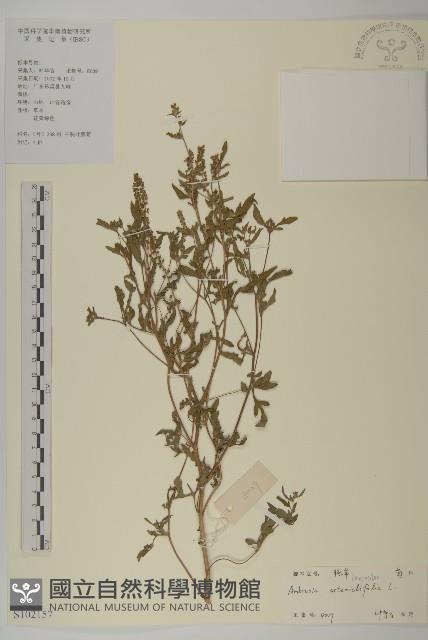 豬草、瘤果菊藏品圖，第1張