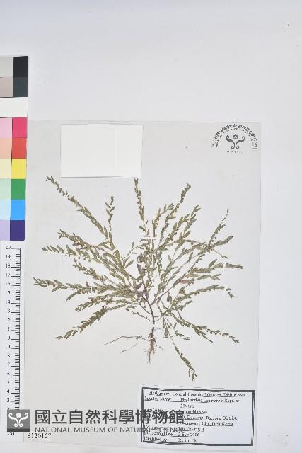 蜜甘草藏品圖，第1張