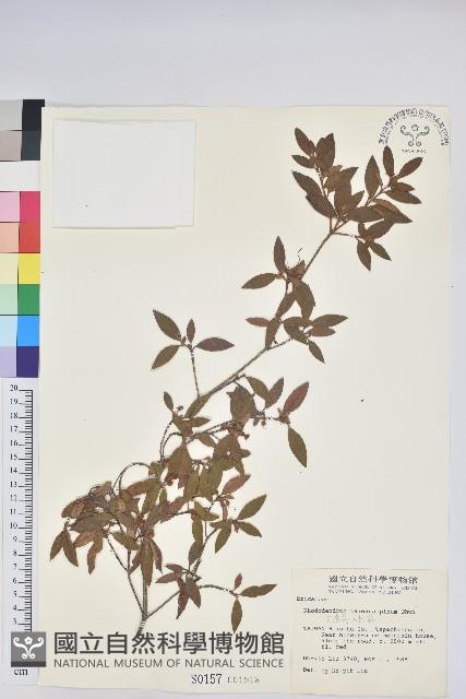 臺灣高山杜鵑藏品圖，第1張