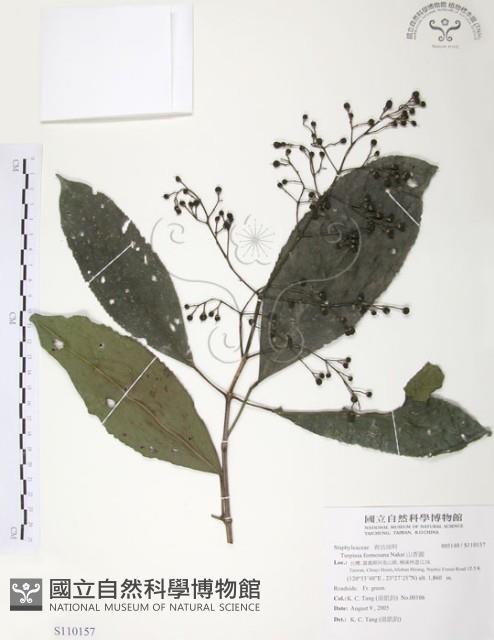 山香圓藏品圖，第1張