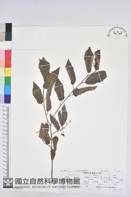 登錄號:S150157藏品圖，第1張