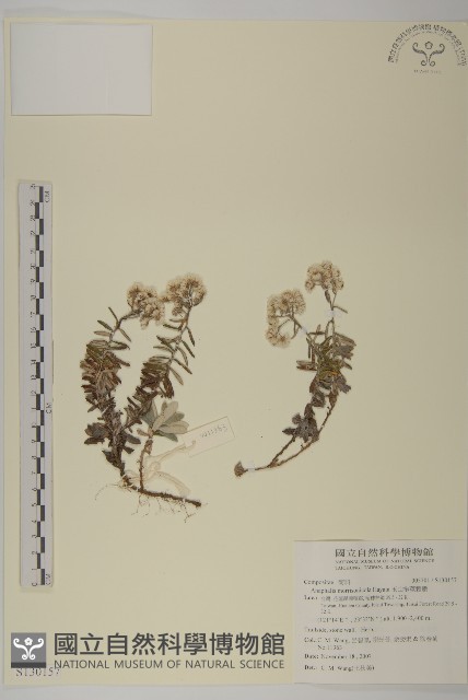 玉山抱莖籟簫藏品圖，第1張