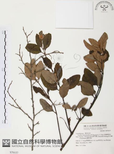 杜鵑桑寄生藏品圖，第1張