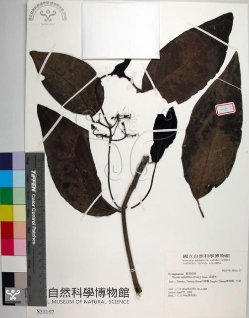 皮孫木藏品圖，第1張