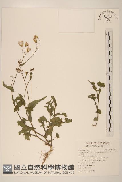 紫背草藏品圖，第1張