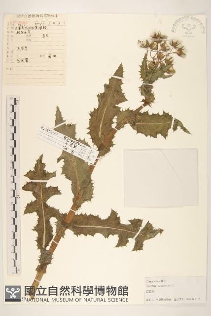 苦滇菜、苦菜藏品圖，第1張