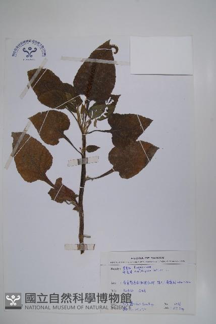 狗尾草藏品圖，第1張