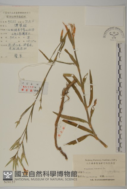 瞿麥藏品圖，第1張