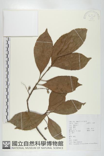 華杜英藏品圖，第1張