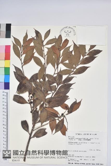 珍珠花、長尾葉越橘藏品圖，第1張