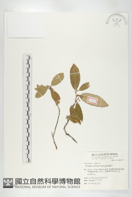 臺灣胡頹子藏品圖，第1張