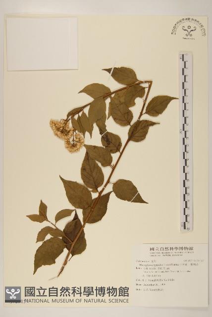 小舌菊、蔓綿菜藏品圖，第1張