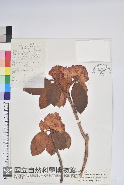 棕背川滇杜鵑藏品圖，第1張