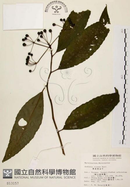 黑星紫金牛藏品圖，第1張