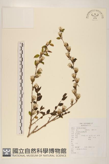 螞蚱腿子藏品圖，第1張