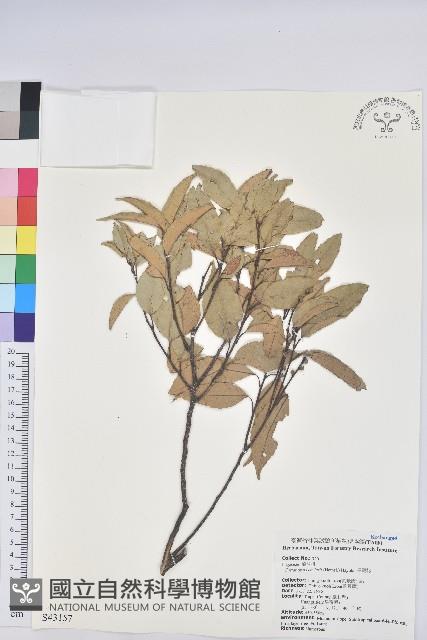 長尾栲、長尾柯、長尾尖葉櫧藏品圖，第1張