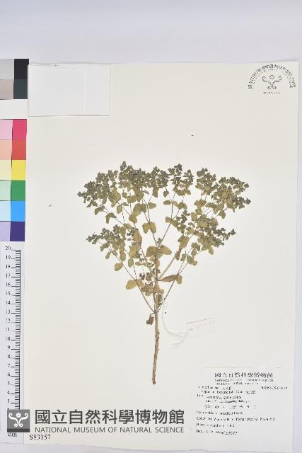 通奶草藏品圖，第1張