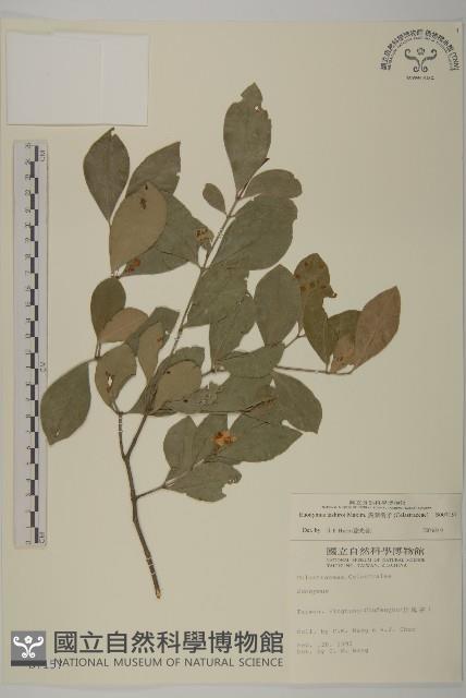 菱葉衛矛藏品圖，第1張