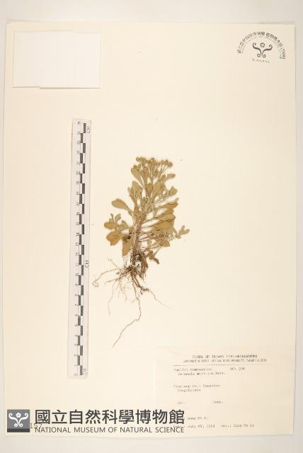 濱斑鳩菊藏品圖，第1張