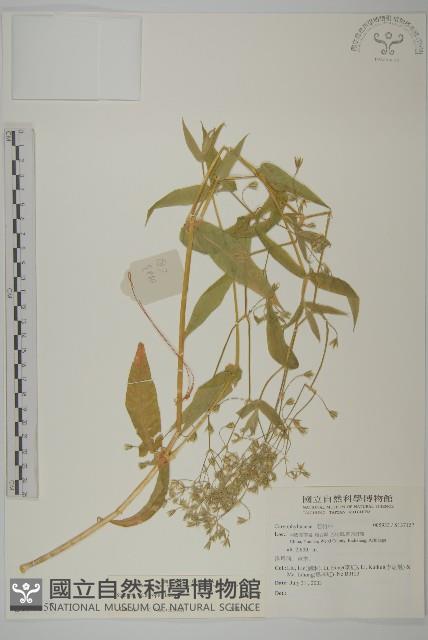 登錄號:S137157藏品圖，第1張