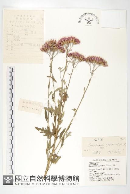 鳳毛菊藏品圖，第1張