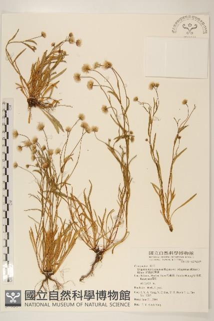 Accession Number:S076357 Collection Image, Figure 1, Total 2 Figures