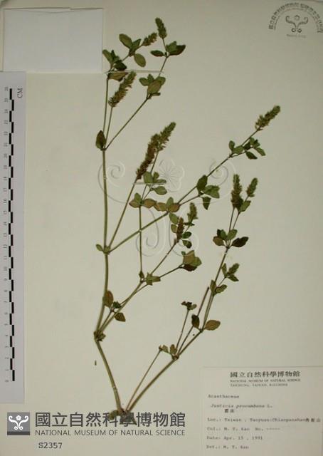 爵床藏品圖，第1張