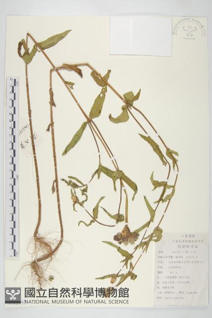 百日菊藏品圖，第1張