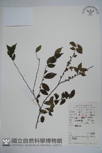 密毛假黃楊藏品圖，第1張