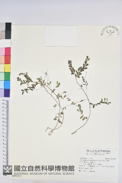 銳葉小還魂藏品圖，第1張