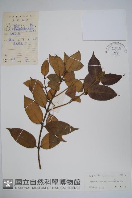 海南香花藤藏品圖，第1張