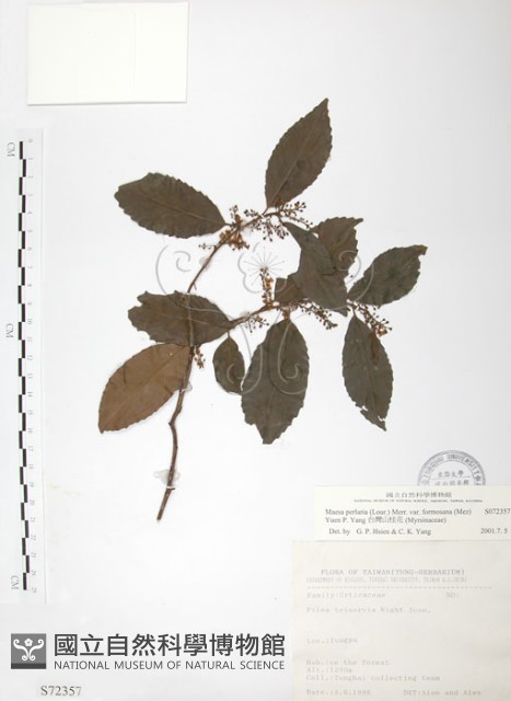 台灣山桂花藏品圖，第1張