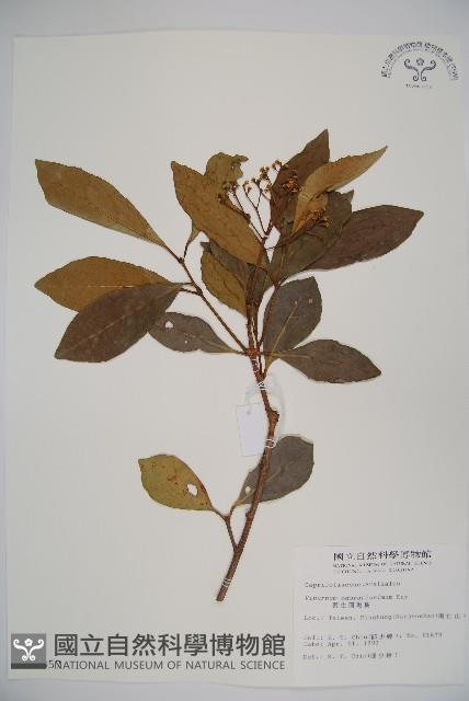 珊瑚樹藏品圖，第1張