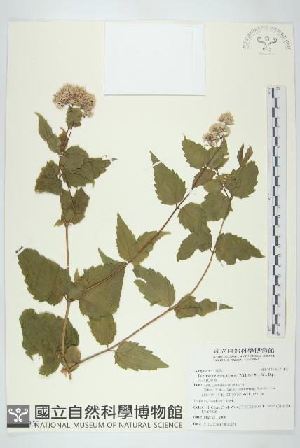 田代氏澤蘭藏品圖，第1張