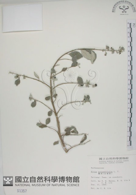 海埔姜藏品圖，第1張