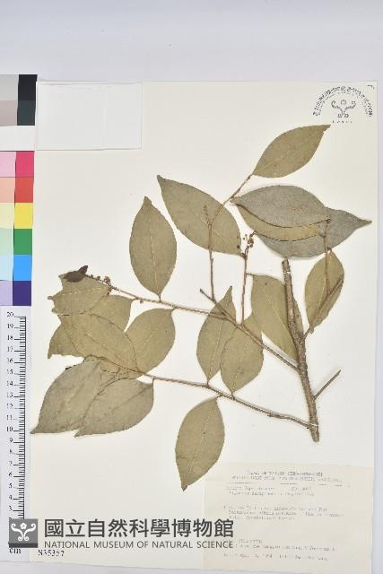 交力坪鐵色藏品圖，第1張