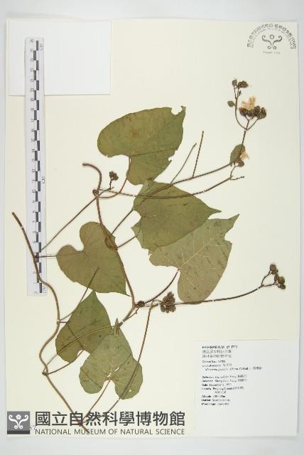 菜欒藤藏品圖，第1張