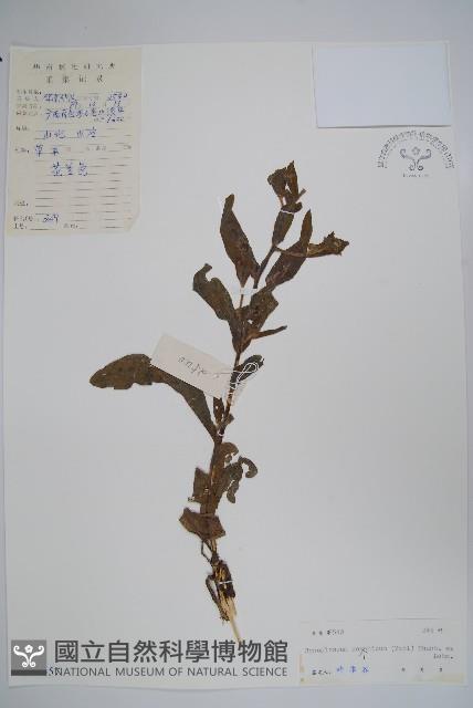 琉璃草藏品圖，第1張