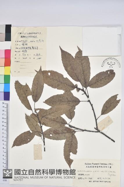 細葉青剛、黑稠、黑櫟、小葉青剛藏品圖，第1張