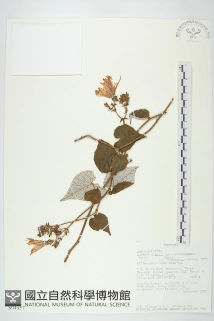 登錄號:S094357藏品圖，第1張