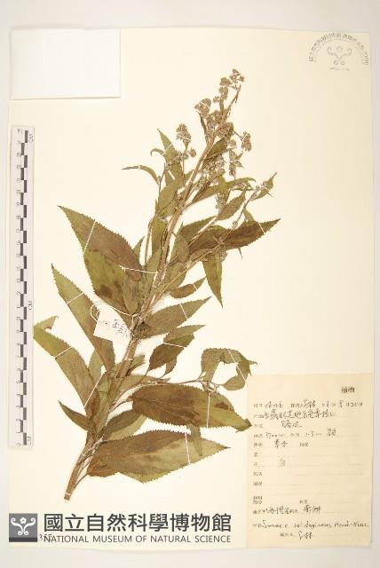 川西千里光藏品圖，第1張