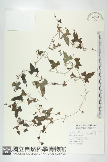 台灣馬交兒藏品圖，第1張